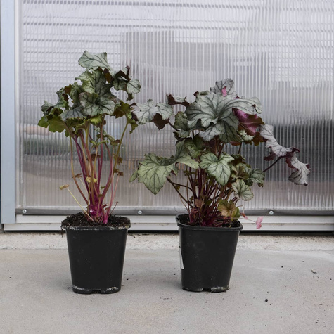 Żurawka ogrodowa Frosted Lilac (C2)