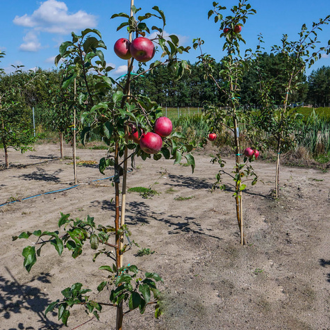 Jabłoń Fantazja Plant Pack