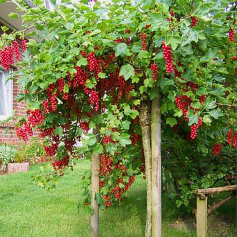 Porzeczka czerwona na pniu Plant Pack