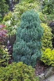 Cyprysik lawsona Bautchensis