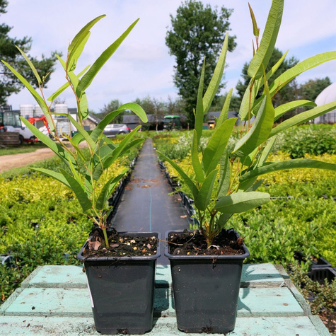 Hardenbergia Regent (P9)