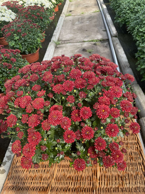 Chryzantema drobnokwiatowa czerwona (C2) DUŻA ROŚLINA