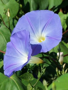 Wilec trójbarwny Heavenly blue niebieski 2g Polan