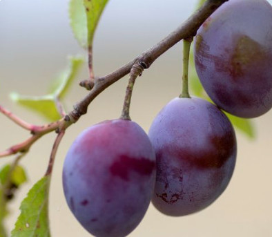 Śliwa Tophit Plus wczesna duża Plant Pack