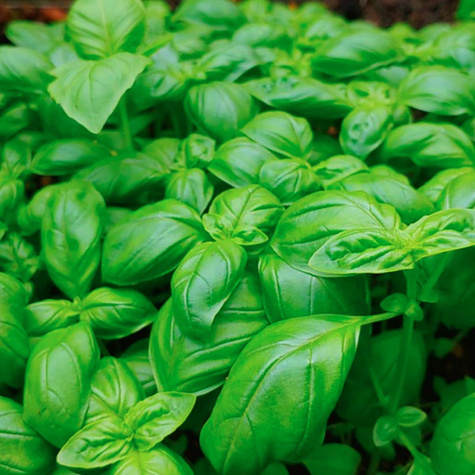 Bazylia Floral Spires anyżowy aromat 30nasion