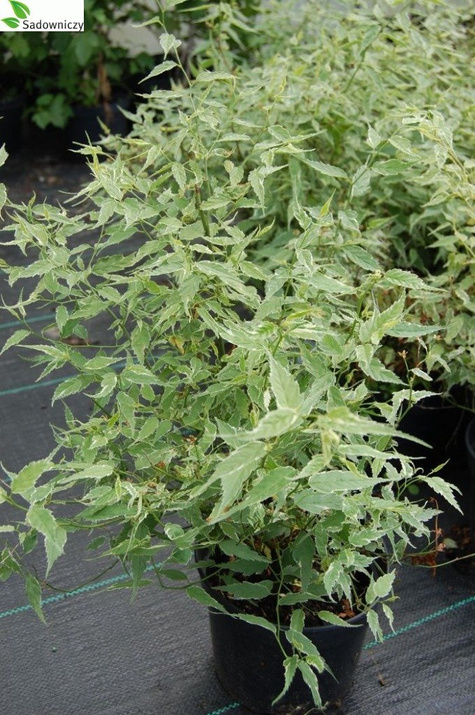 Złotlin japoński Picta (C2)