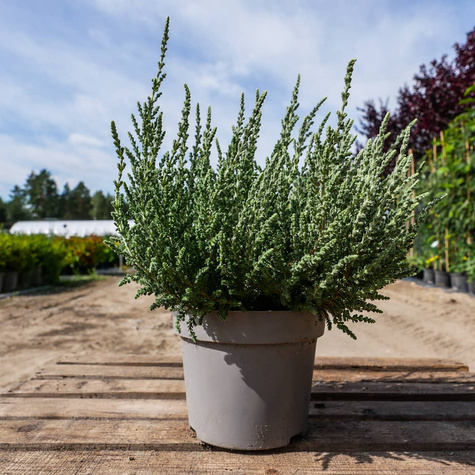 Wrzos pospolity biały kwiat liście srebrno-zielone sadzonki