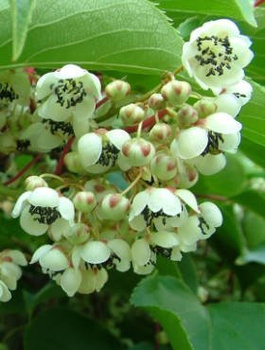 Mini Kiwi Aktinidia ostrolistna Male zapylacz (C2)