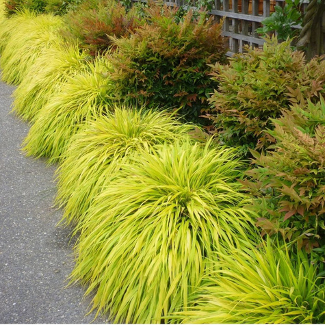 Hakonechloa smukła All Gold (C2)