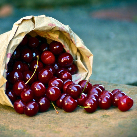 Czereśnia Kama Plant Pack