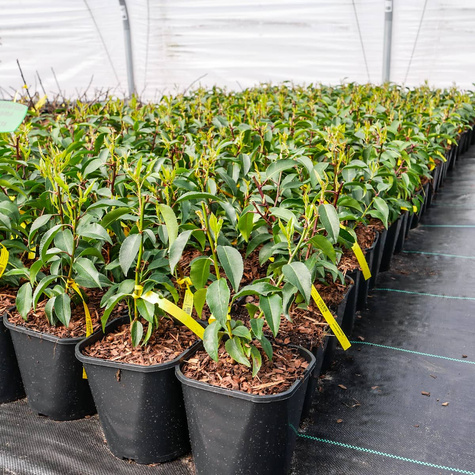 Laurowiśnia Iberyjska Angustifolia (C2)