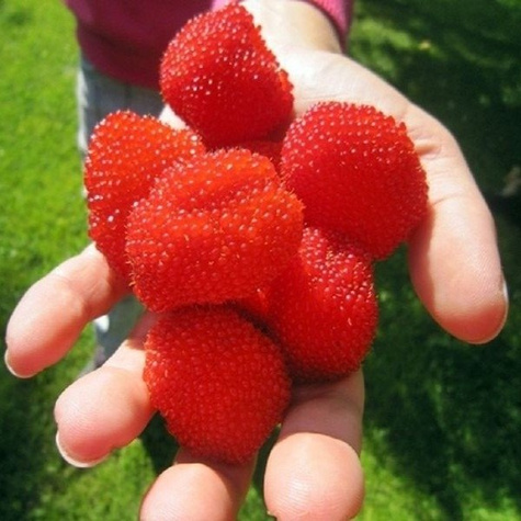 Malinotruskawka Malina ponętna Fantastyczny Duet w doniczce