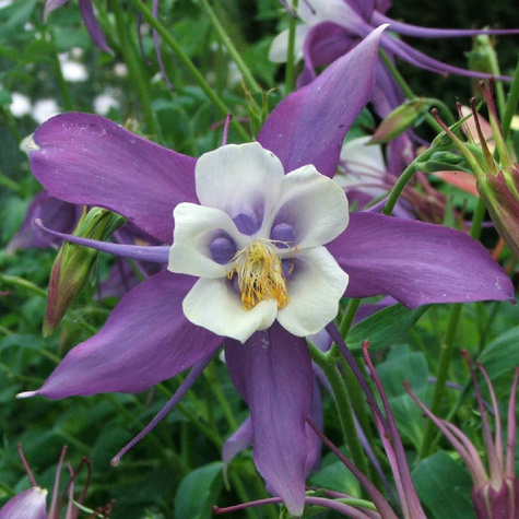 Orlik ogrodowy Aquilegia hybrida Blue Barlow (C2)