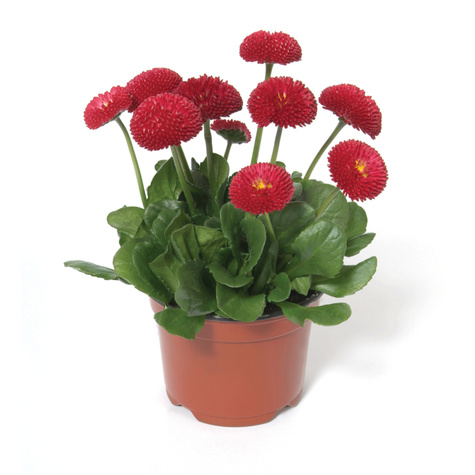 Zestaw Stokrotek 6 różowej + 6 czerwonej Stokrotka Stokrotki