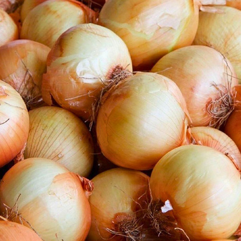 Cebula żółta Wama średniowczesna 500g