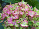 Hortensja ogrodowa Fantasia