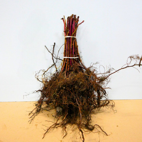 Malina żółta Plant Pack