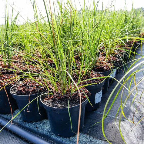 Miskant chiński Flamingo (C2)