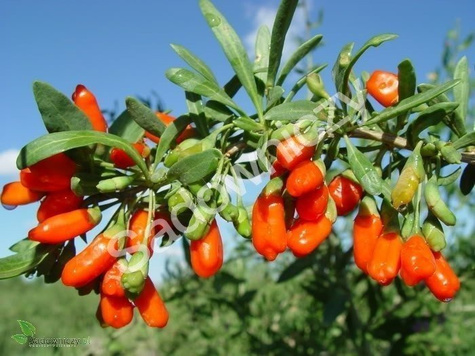 Jagoda Goji Kolcowój Korean Big