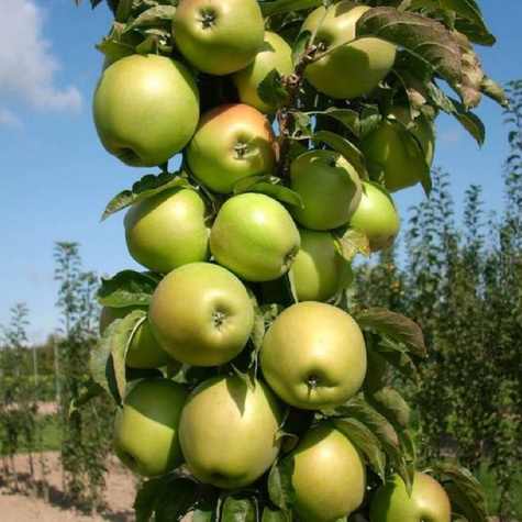 Jabłoń kolumnowa Moon Light w typie Kosztela Plant Pack