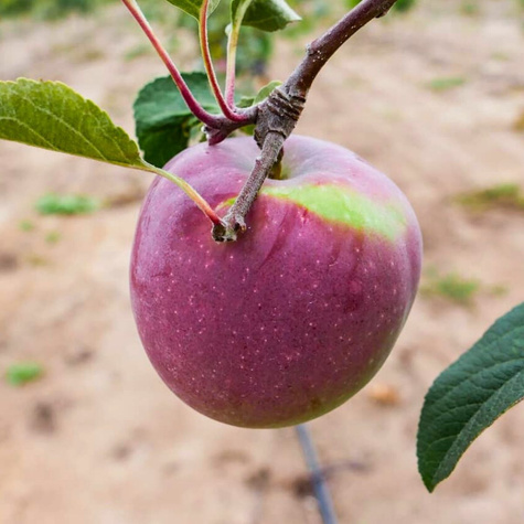 Jabłoń Liberty Parchoodporna Plant Pack