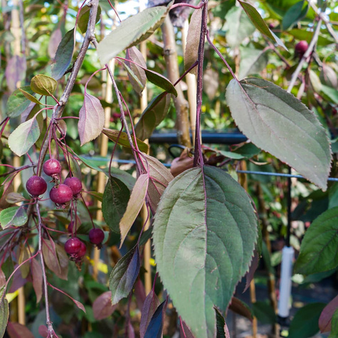 Jabłoń ozdobna purpurowa Pendula