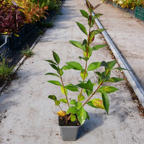 Forsycja pośrednia 'Tharandt' (P9)