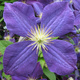 Powojnik Clematis wielkokwiatowy Jackmanii