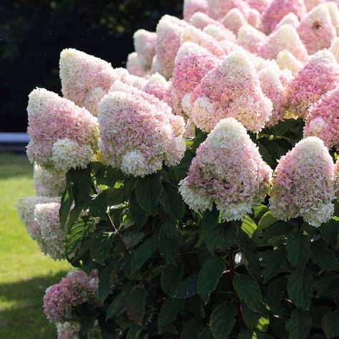 Hortensja bukietowa Living Summer Love (C2)