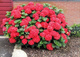 Hortensja ogrodowa Red Beauty 