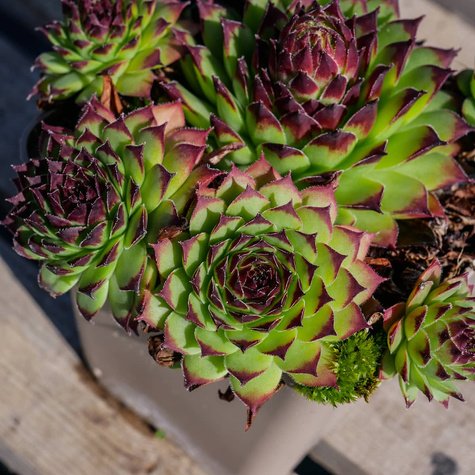 Rojnik ogrodowy Noir (C2)