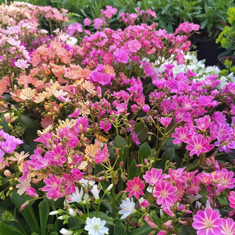 Lewizja zagłębiona