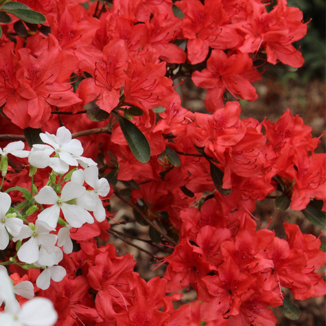 Azalia japońska ciemno-czerwona Krwista (C2)