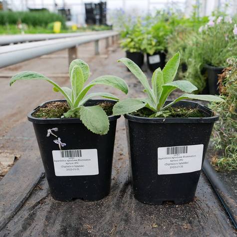 Naparstnica ogrodowa Illumination Apricot (C2)