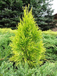 Thuja Tuja Żywotnik zachodni Golden Smaragd doniczka
