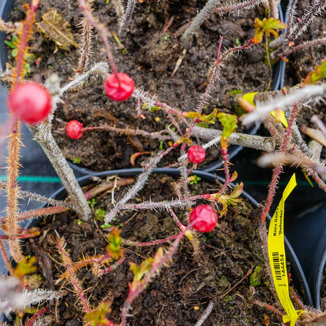 Róża Dart's Defender 'Defender'