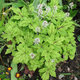 Tiarella Jeepers Creepers (C2)