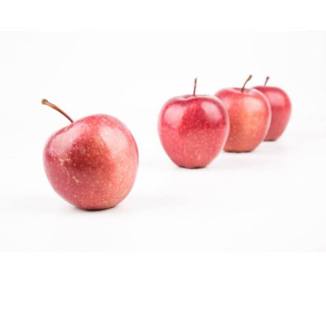 Jabłoń Jonagored Red Jonaprince w doniczce C2