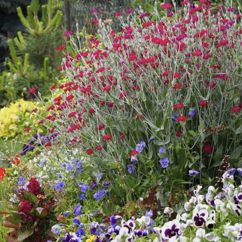 Firletka kwiecista Atrosanguinea (C2)