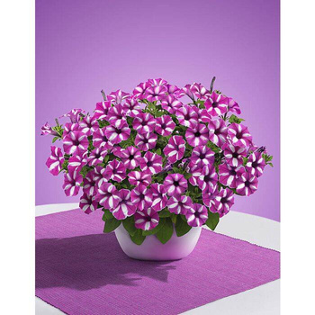 Surfinia Supertunia Vista Raspberry Star samoczyszcząca