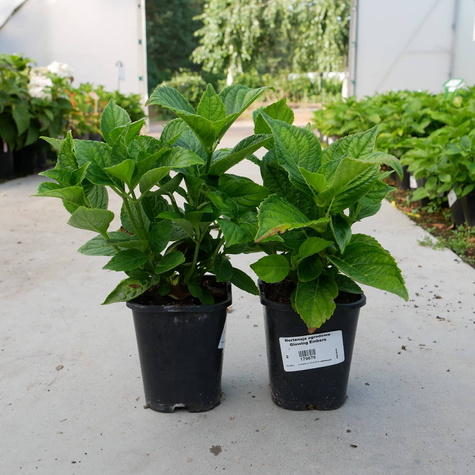 Hortensja ogrodowa Glowing Embers (C1.7)