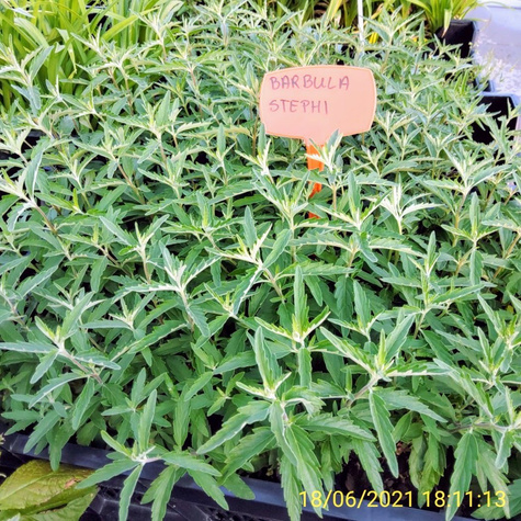 Barbula klandońska 'Stephi' (C2)