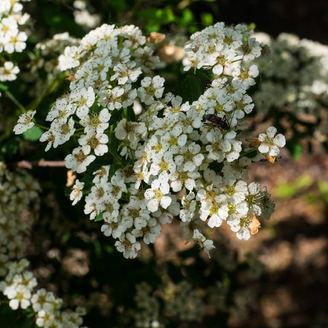 Tawuła nippońska Snowmoun