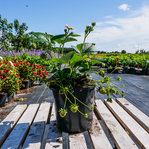 Truskawka balkonowa Summer Breeze Snow w doniczce