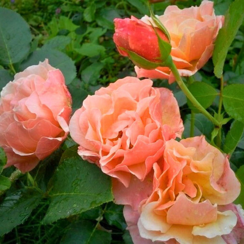 Róża rabatowa Women’s Choice łososiowa