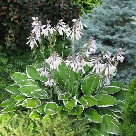 Funkia Hosta Falista Albomarginata (C2)