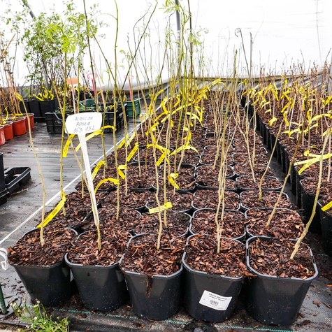 Albicja jedwabne drzewo Rosea (C2)