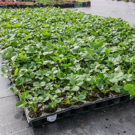 Truskawka pnąca wisząca Selva powtarzająca Multiplat 10szt