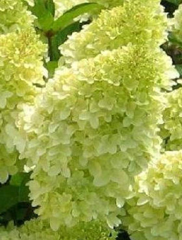 Hortensja bukietowa Magical Candle Kolmcan (P9)