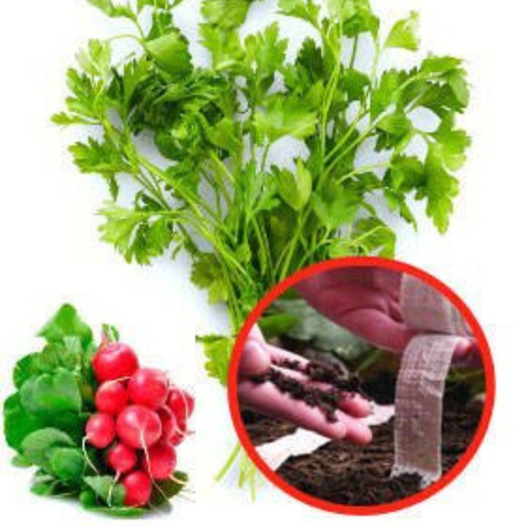 PIETRUSZKA NACIOWA GŁADKA + RZODKIEWKA ROWA nasiona na taśmie